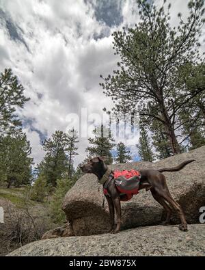 Sportlich und gesund Braun Deutsch Kurzhaariger Zeigerhund im Rucksack und Tracht Wandern und Klettern Stockfoto