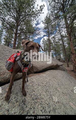 Sportlich und gesund Braun Deutsch Kurzhaariger Zeigerhund im Rucksack und Tracht Wandern und Klettern Stockfoto