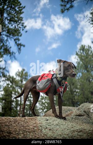 Sportlich und gesund Braun Deutsch Kurzhaariger Zeigerhund im Rucksack und Tracht Wandern und Klettern Stockfoto