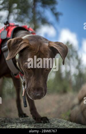 Sportlich und gesund Braun Deutsch Kurzhaariger Zeigerhund im Rucksack und Tracht Wandern und Klettern Stockfoto