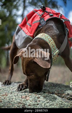 Sportlich und gesund Braun Deutsch Kurzhaariger Zeigerhund im Rucksack und Tracht Wandern und Klettern Stockfoto