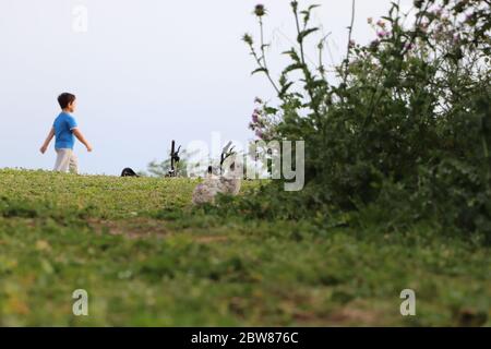 Kaninchen im Park mit Jungen im Hintergrund Stockfoto