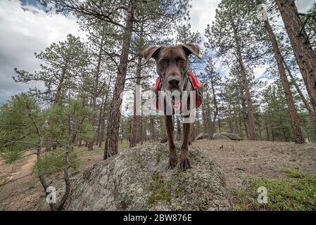 Sportlich und gesund Braun Deutsch Kurzhaariger Zeigerhund im Rucksack und Tracht Wandern und Klettern Stockfoto