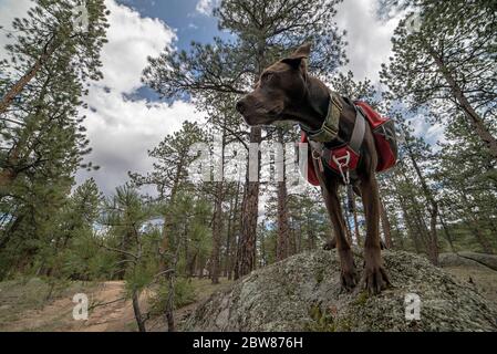 Sportlich und gesund Braun Deutsch Kurzhaariger Zeigerhund im Rucksack und Tracht Wandern und Klettern Stockfoto