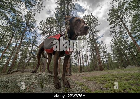 Sportlich und gesund Braun Deutsch Kurzhaariger Zeigerhund im Rucksack und Tracht Wandern und Klettern Stockfoto