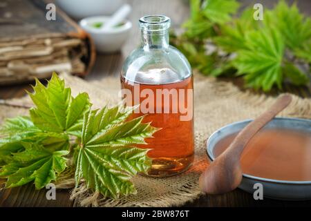 Flasche Ahornsirup oder gesunde Tinktur, Untertasse von Sirup und frischen grünen Ahornblättern auf dem Tisch. Stockfoto