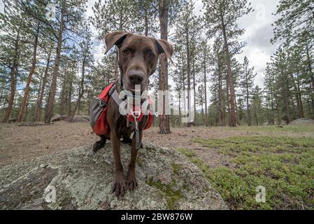 Sportlich und gesund Braun Deutsch Kurzhaariger Zeigerhund im Rucksack und Tracht Wandern und Klettern Stockfoto