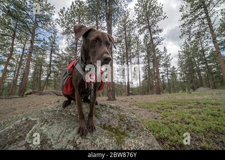 Sportlich und gesund Braun Deutsch Kurzhaariger Zeigerhund im Rucksack und Tracht Wandern und Klettern Stockfoto