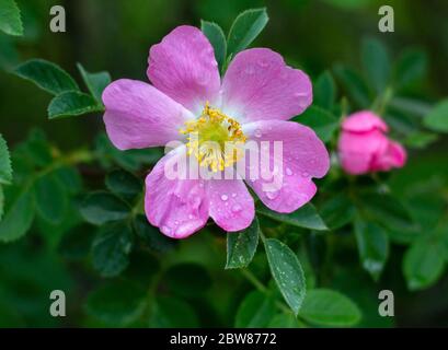 Blume einer wilden Rose im Garten. Duftende Wildblumen. Stockfoto