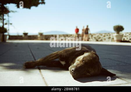 Fauler Hund schläft in der Sonne auf dem Chapala, Mexiko, Malecon Bürgersteig Stockfoto