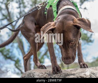 Sportlich und gesund Braun Deutsch Kurzhaariger Zeigerhund im Rucksack und Tracht Wandern und Klettern Stockfoto