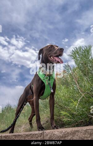 Sportlich und gesund Braun Deutsch Kurzhaariger Zeigerhund im Rucksack und Tracht Wandern und Klettern Stockfoto