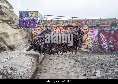 Ungarischer Puli (Pulik) mit Show Quality Schlingen vor einer Mauer springen Stockfoto