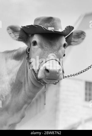 1950ER VERRÜCKTE LUSTIGE JERSEY KUH BLICK AUF KAMERA TRAGEN FILZ COWBOY HUT AUF KOPF LEAD KETTENHALTER - C8983 HEL001 HARS HUMORVOLL SELTSAM KOPF UND SCHULTERN GROTESK NIEDRIGEN WINKEL ZANY KOMISCH UNKONVENTIONELLE HALTER HUMANISIERTE KOMÖDIE FILZ WACHSEN BLEI VERRÜCKTE IDIOSYNKRATISCHE AMÜSANT ZUFRIEDEN KREATUR EXZENTRISCHEN SÄUGETIER ANTHROPOMORPHEN SCHWARZ UND WEISS UNBERECHENBAR ALTMODISCH UNVERSCHÄMT Stockfoto