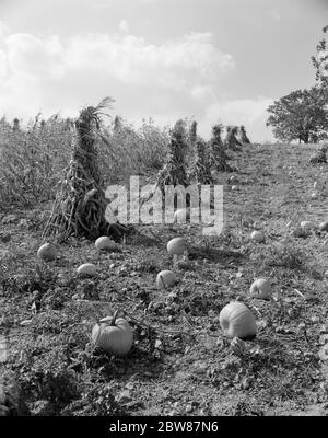 1950S MAISSTIELE UND KÜRBISSE IM HERBST ERNTE BAUERNHOF FELD - C8809 HEL001 HARS REIFUNG SCHOCKS GETREIDE SAISON SCHWARZ-WEISS GEBUNDEN HÜLSEN ALTMODISCH ANGEHÄUFT Stockfoto