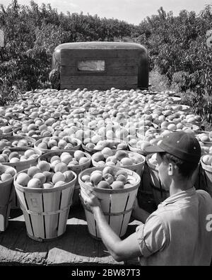 1950ER ANONYMEN OBST BAUER IN OBSTGARTEN LADEN KÖRBE VON PFIRSICHEN AUF PRITSCHE LKW - F10074 HEL001 HARS ERFOLG FÄHIGKEIT BERUF GLÜCK FÄHIGKEITEN HIGH ANGLE STÄRKE PFIRSICHE KARRIERE BAUERN PFIRSICH STOLZ IN AUF OBSTGARTEN BERUFE KONZEPTIONELLE KÖRBE ANONYME MITTE-ERWACHSENE MITTE-ERWACHSENE MANN SCHWARZ UND WEISS KAUKASISCHEN ETHNIZITÄT PRITSCHE ALTMODISCH Stockfoto