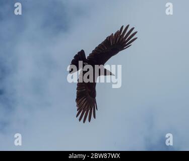 corvus corone, Krähe Stockfoto