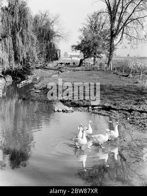 1950ER FARMSZENE MIT ENTEN IM TEICH IM VORDERGRUND & VIEH GRASEN VOR SCHEUNE IM HINTERGRUND - F10683 HEL001 HARS SÄUGETIER WASSERVÖGEL SCHEUNEN SCHWARZ-WEISS VORDERGRUND ALTMODISCH Stockfoto