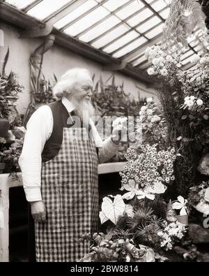 1930ER BÄRTIGER ÄLTERER MANN TRÄGT GÄRTNER SCHÜRZE BEWUNDERNDE BLUME IM GEWÄCHSHAUS - F3162 HAR001 HARS INSPIRATION MÄNNER BERUF ÄLTERER MANN ÄLTERER ERWACHSENER B&W GÄRTNER ERFOLG FÄHIGKEIT AKTIVITÄT VERGNÜGUNGSBESCHÄFTIGUNG GLÜCK FÄHIGKEITEN ALTER OLDSTERS OLDSTER HOBBY FREIZEIT INTERESSE KARRIERE HOBBIES WISSEN ZEITVERTREIB STOLZ FREUDE GESICHTSHAAR BERUFE ÄLTERE VERBINDUNG BÄRTIG GARTENBAU KONSERVATORIUM GEWÄCHSHAUS ÄLTERE MANN FLORIST GÄRTNER BÄRTE WACHSTUM ENTSPANNUNG BEWUNDERUNG AMATEUR SCHWARZ UND WEISS KAUKASISCHEN ETHNIZITÄT GENUSS HAR001 ALTMODISCH Stockfoto