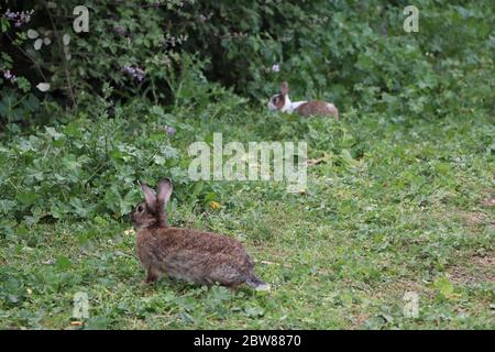 Kaninchen im Park Stockfoto