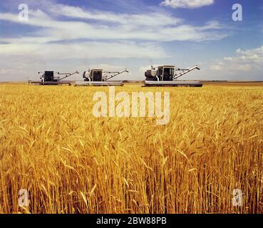 70ER JAHRE SERIE VON DREI GETREIDEERNTEN, DIE DURCH WEIZENFELD BEWEGEN - KF12142 HEL001 HARS SERIE MIDWEST ALTMODISCH Stockfoto