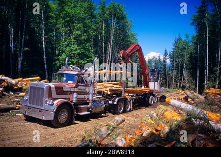 2000ER HOLZFÄLLER LKW MIT VOR KURZEM FÄLLTE BÄUME VON GLIEDMASSEN DURCH HYDRAULIKPROZESSOR WASHINGTON STATE USA - KI10816 LGA001 HARS PROZESSOR VOR KURZEM AUSGEZOGEN FIR GLIEDMASSEN ALTMODISCH BELADEN Stockfoto