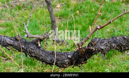 Alte holzige knorrige Weinrebe in einem Weinberg im Frühjahr