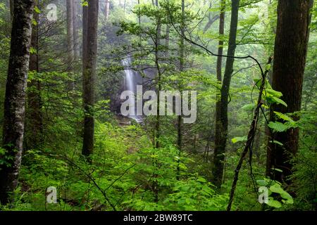 Blick auf Slick Rock Falls durch den Wald im Frühling - Pisgah National Forest, Brevard, North Carolina, USA Stockfoto