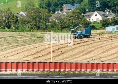 Clonakilty, West Cork, Irland. Mai 2020. An einem sehr heißen und sonnigen Tag in West Cork sammeln Dinny McCarthy Silageunternehmer Silage auf der Farm von Vincent Kerr von Clonakilty mit einem Claas 890 Mower. Credit: AG News/Alamy Live News Stockfoto