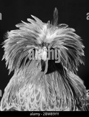 1950S 1960S CLOSE-UP VON SCHLICHTEM BUFF GESCHNÜRT POLNISCHEN HUHN MIT LANGEN HÄNGENDEN FEDER- WIE FEDERN AUF DEM KOPF BLICK AUF DIE KAMERA - P1088 HEL001 HARS AMÜSANT EXZENTRISCH GESCHNÜRTEN GEFLÜGEL SCHWARZ UND WEISS UNBERECHENBARE EXOTISCHE ALTMODISCHE UNVERSCHÄMTE GEFIEDER Stockfoto