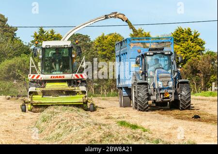 Clonakilty, West Cork, Irland. Mai 2020. An einem sehr heißen und sonnigen Tag in West Cork sammeln Dinny McCarthy Silageunternehmer Silage auf der Farm von Vincent Kerr von Clonakilty mit einem Claas 890 Mower. Credit: AG News/Alamy Live News Stockfoto