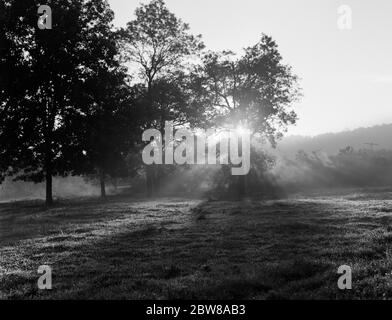 1950ER SONNENSTRAHLEN STRAHLEND DURCH BÄUME IM FELD BEI SONNENAUFGANG - T5795 HEL001 HARS PASTORALE KREATIVITÄT WACHSTUM LEUCHTENDEN BEGINN SCHWARZ-WEISS ALTMODISCH Stockfoto