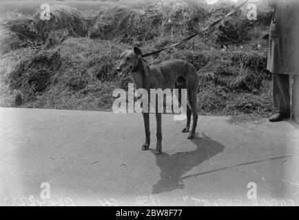 Der schnellste Windhund der Welt. ' Future Cutlet ' von Herrn Evershed und von Probert in Wembley geschult. 17 Juni 1932 Stockfoto