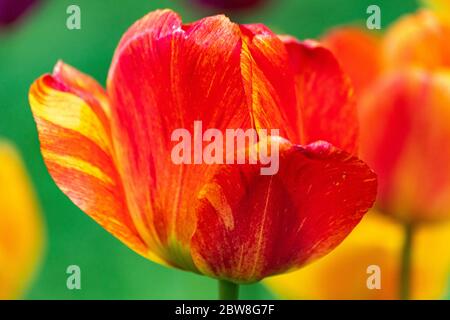 Nahaufnahme der roten und gelben Darwin Hybrid Tulpenpedale Stockfoto