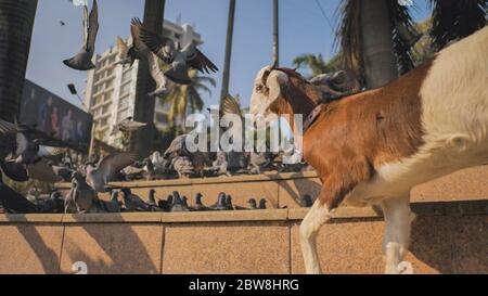 Ein lustiges kleines Lamm mit Tauben auf der Straße in Mumbai. Indien. Stockfoto