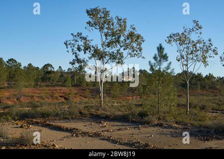 Verlassene alte Mine Ruine rote Landschaft mit Bäumen in Mina de Sao Domingos, Portugal Stockfoto