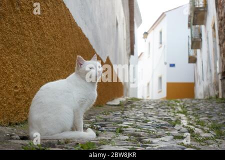 Weiße Straße streunende verlassene Katze auf Steinstraße eines historischen Dorfes mit weißen Gebäuden in Mertola Alentejo, Portugal Stockfoto