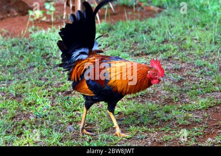 Dieser bunte Hahn ist Teil der anhaltenden Kontroverse auf der Insel Kauai, Hawaii. Wilde Hühner und Hahn werden zu einem Problem, wie sie mu sind Stockfoto