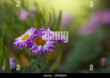 Blumenstrauß von drei Blumen in einem Garten Stockfoto