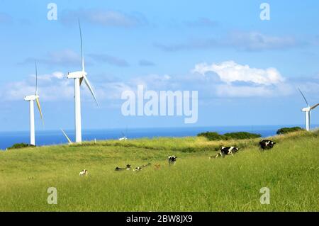 Linie von Milchrindern erklimmen Sie einen leuchtend grünen Hügel auf der Big Island von Hawaii. Windturbinen drehen sich langsam in den Passatwinden und nutzen Energie für das fa Stockfoto