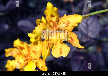 Ungewöhnliche gefleckte Orchidee in gelb und braun blüht im National Tropical Botanical Garden auf der Big Island von Hawaii. Stockfoto