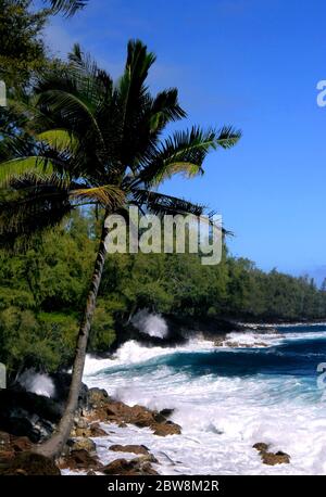 Einbeinige Palme schmiegt sich an felsige Küste auf der Big Island von Hawaii. Wellen schlagen gegen den felsigen schwarzen Lavastrand südlich von McKinzie Beach Par Stockfoto