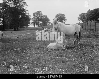 Weiße Ponys . Stute und Fohlen auf einem Feld. 1935 Stockfoto