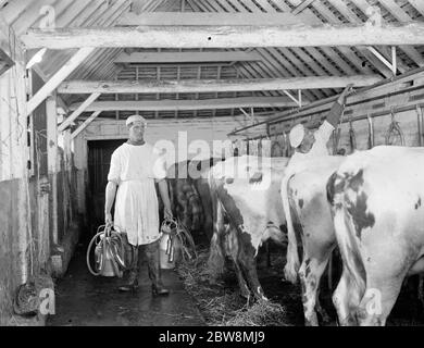 Männer melken die Kühe im Kuhstall. 1936 . Stockfoto