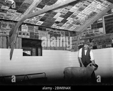 Ein Bauer stolz zeigt seinen Preis Schafe und der Stift mit seinen Gewinnurkunden bedeckt. 1937 Stockfoto