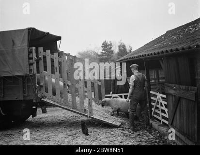 Männer laden Schafe eine Rampe auf einen Lastwagen. 1937 Stockfoto