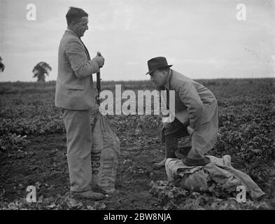 Kartoffel Demonstration, Cotton Farm. Die Kartoffeln wiegen Herr J N Sharrock hält die Waage. Herr C J Parsons, der sich das Gewicht ansieht. Juli 1936 Stockfoto