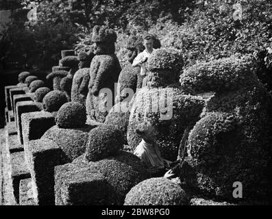 Ein Groundsman trimmt die Topiarfiguren auf Hever Castle. 1938 Stockfoto