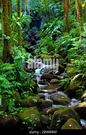 Der Alakahi-Strom spritzt und gurgelt sich in einem von Felsen überfüllten Flussbett im Hawaii Tropical Botanical Garden auf der Big Island von Hawaii hinunter. Stockfoto