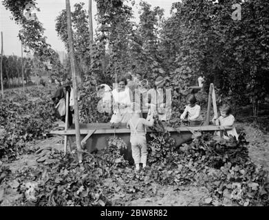 Hop-Picker in East Peckham . Jung und alt arbeiten im Hopfenfeld . September 1938 . Stockfoto